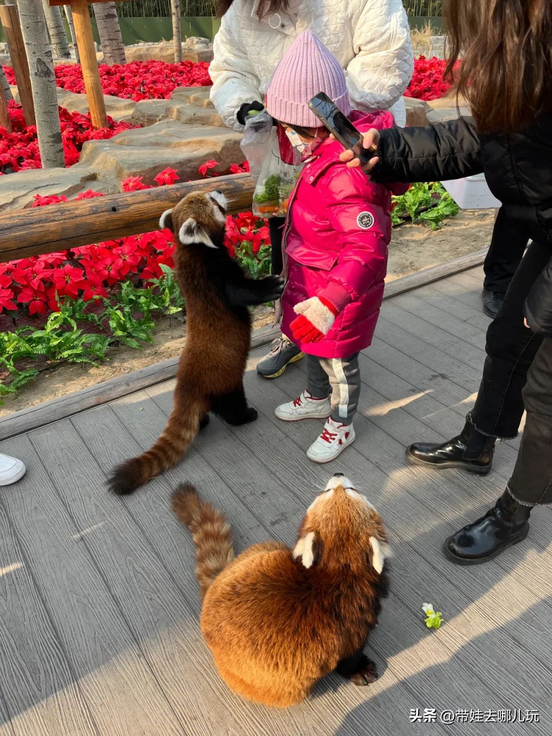 一天玩遍北京野生动物园,包场去鸟巢