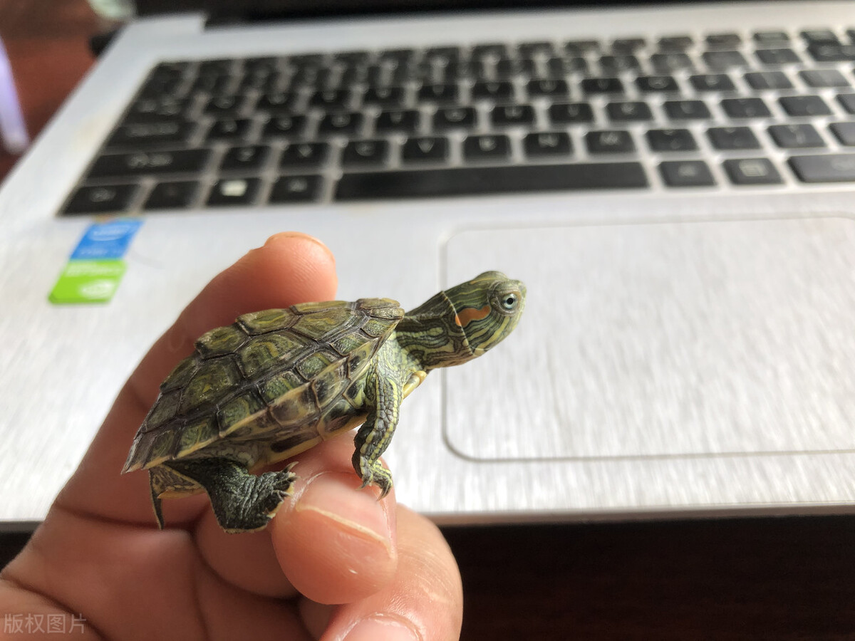 巴西龟喜欢吃什么食物啊,乌龟巴西龟最爱吃什么