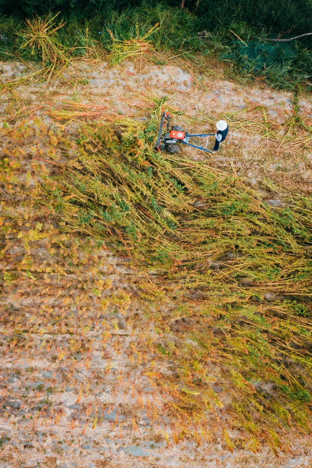 吃面大省甘肃，为什么离不开杂粮？