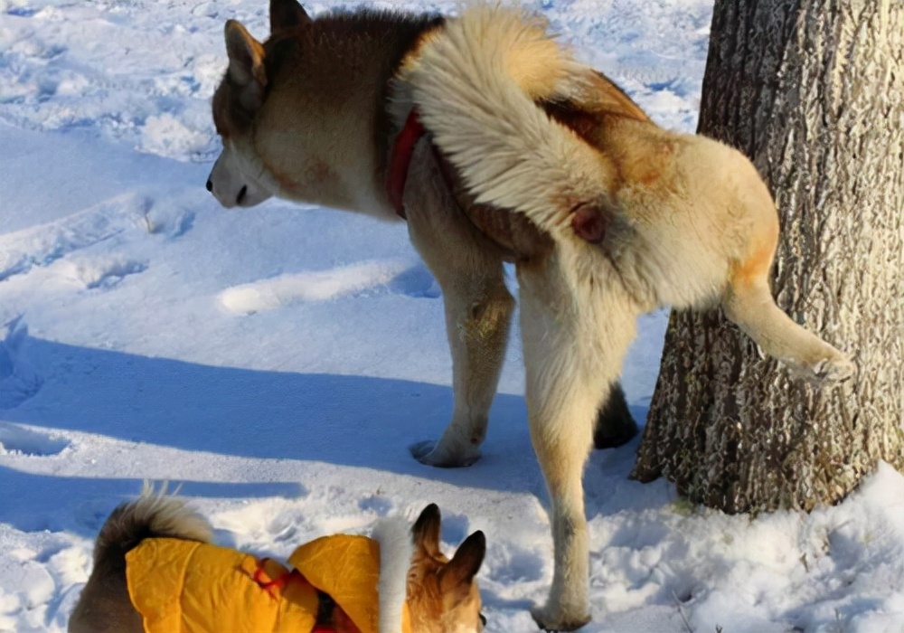 养狗小常识狗狗吐血了怎么办,小狗狗尿的白沫怎么回事
