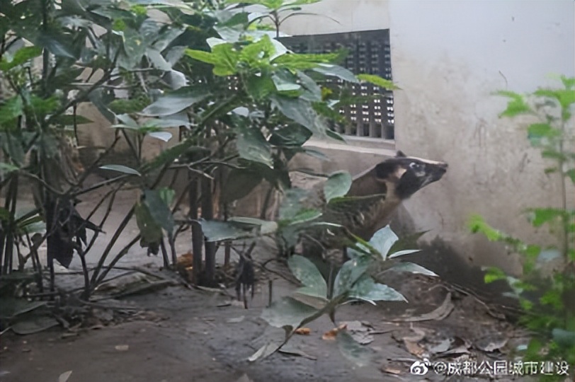 成都动物园周边展览馆,成都动物园豹