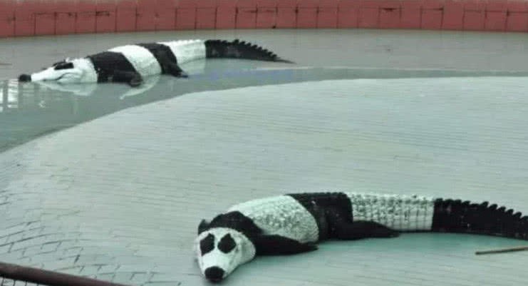 大熊猫假熊猫,山寨熊猫印度