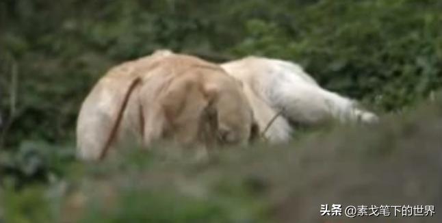 男子捡400只流浪狗,四川男子从路边捡来黑狗完整版