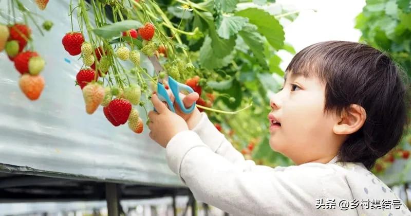 安田草莓园,日本安田草莓园