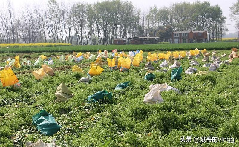 2乡村劳动者的生计：打工艰难，创业是出路