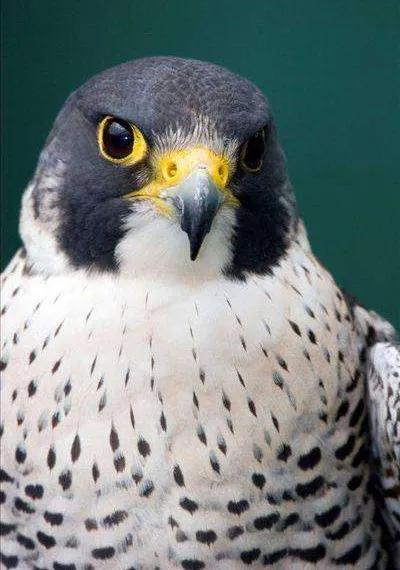 游隼幼鸟,游隼捕猎视频