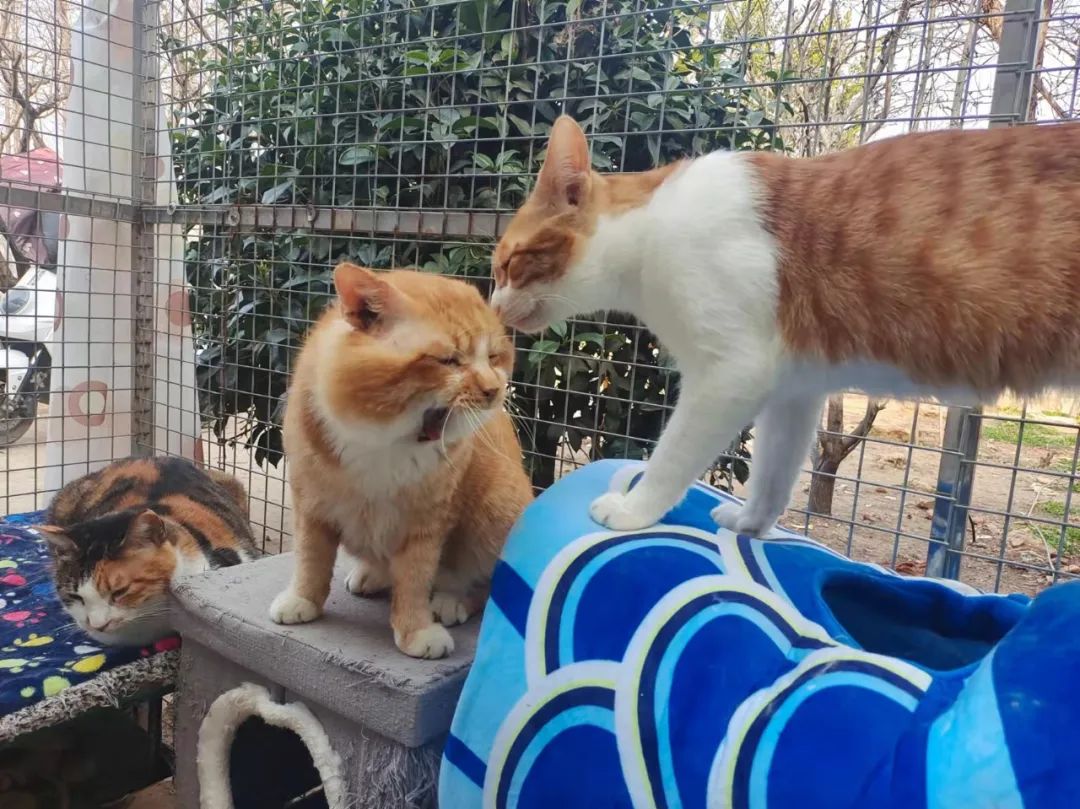 打遍猫群无敌手,猫中小霸王胖咪的幸福喵生