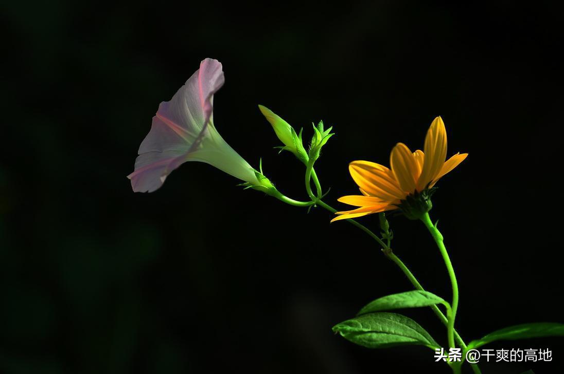 红蜻蜓散文作品鉴赏,儿童散文红蜻蜓赏析