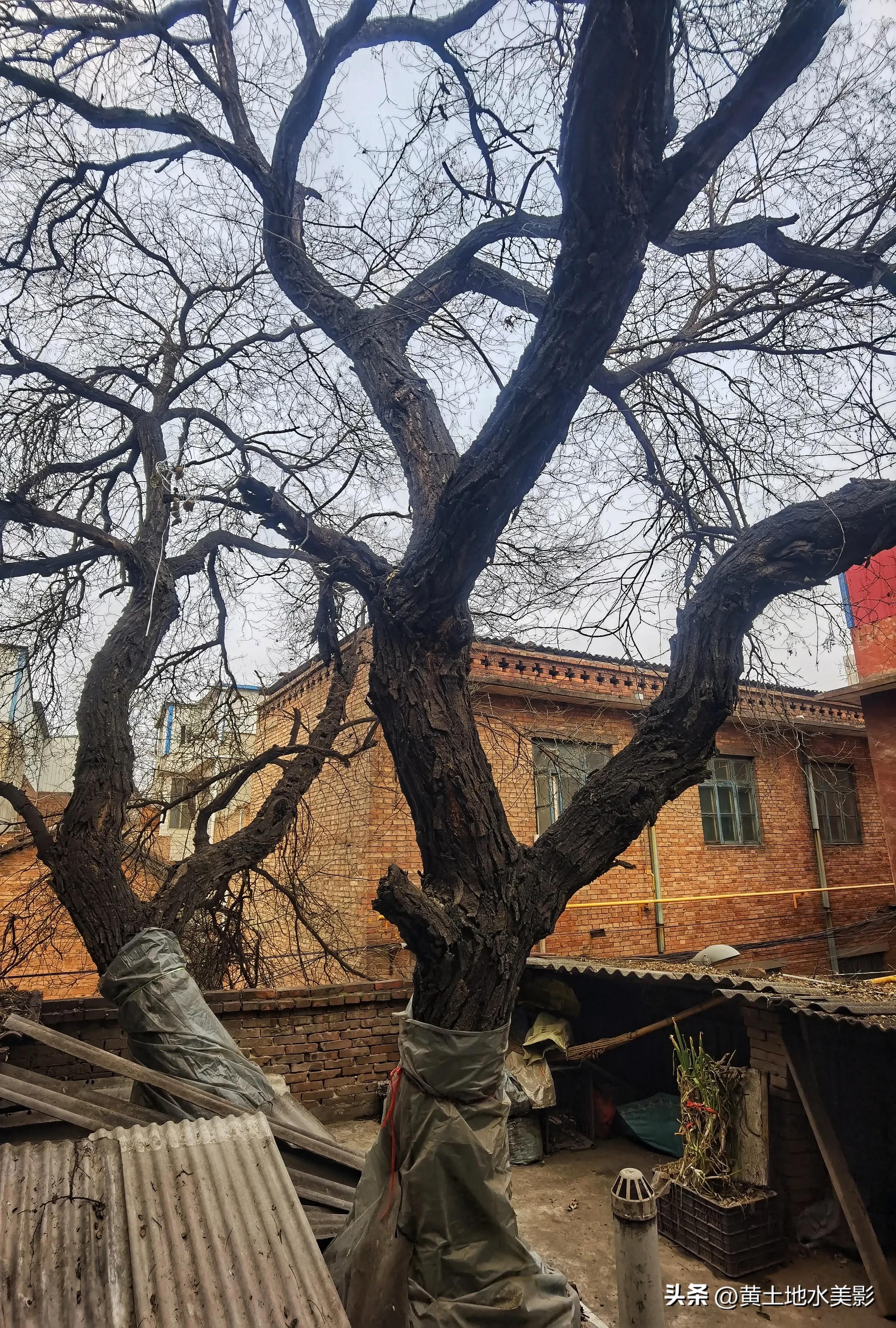 村里有棵五百多年树龄的国槐,一棵四百多年的国槐