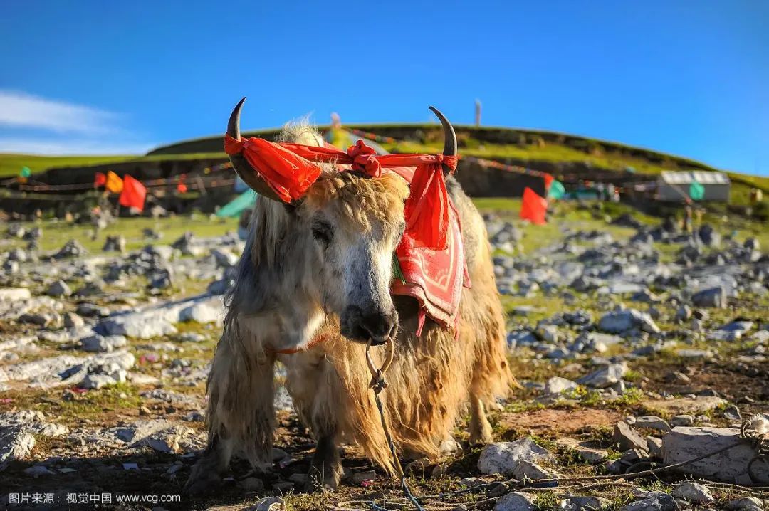 牛是人类最好的朋友,牛为什么是人类好朋友