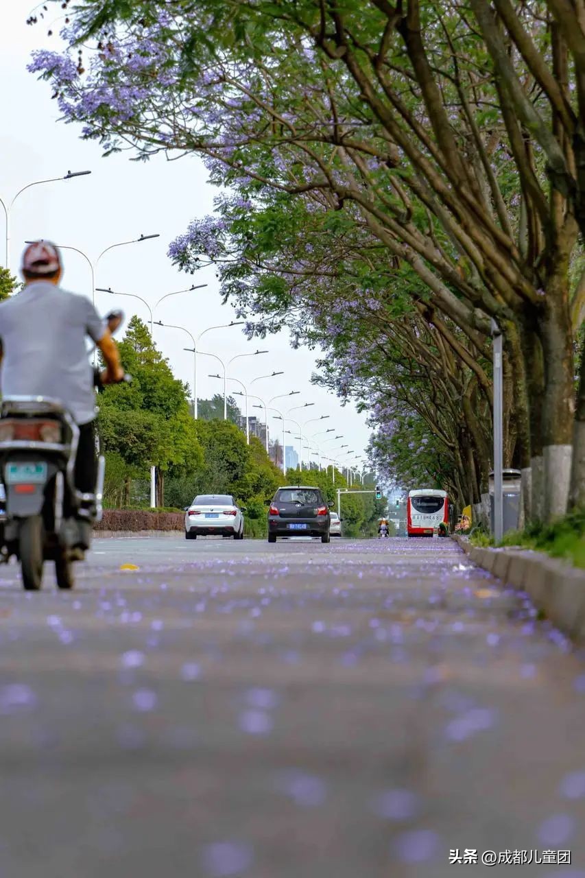 成都武晋路蓝花楹,昆明街头蓝花楹绽放成梦幻花海