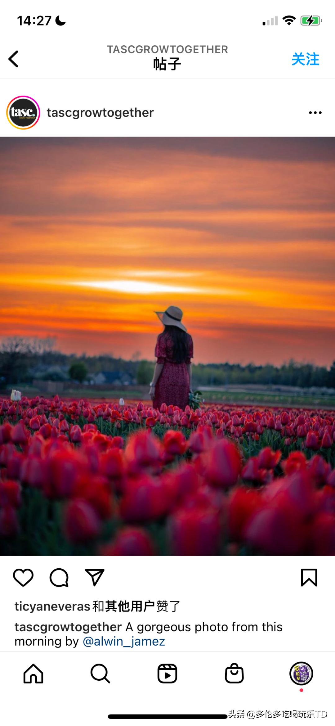 邂逅五彩斑斓的油菜花田,郁金香花田旅游攻略