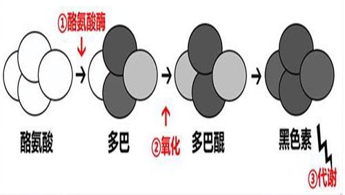头顶白发什么原因如何根治,白头发怎么调理白发最多