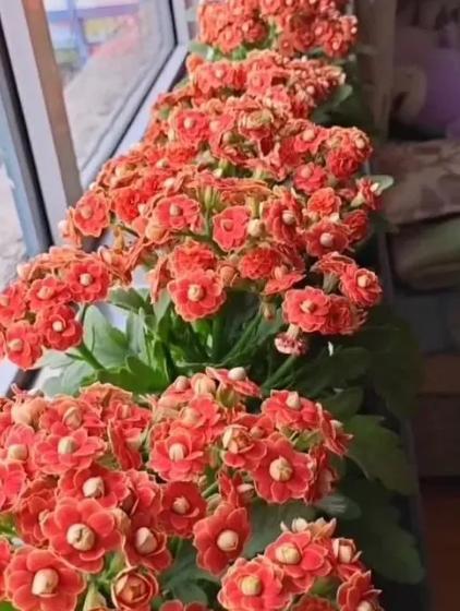 长寿花的扦插方法视频教程,长寿花扦插时间和方法图解