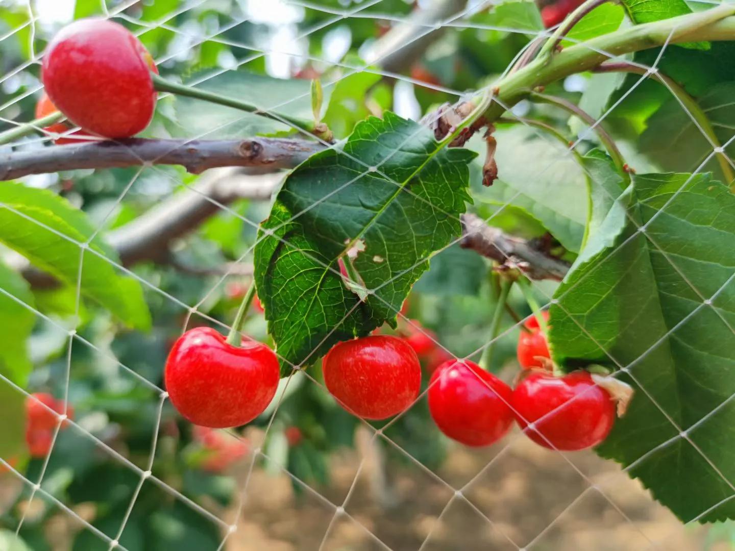 大连美早樱桃几月份上市,大连美早大樱桃现摘现发新鲜到家