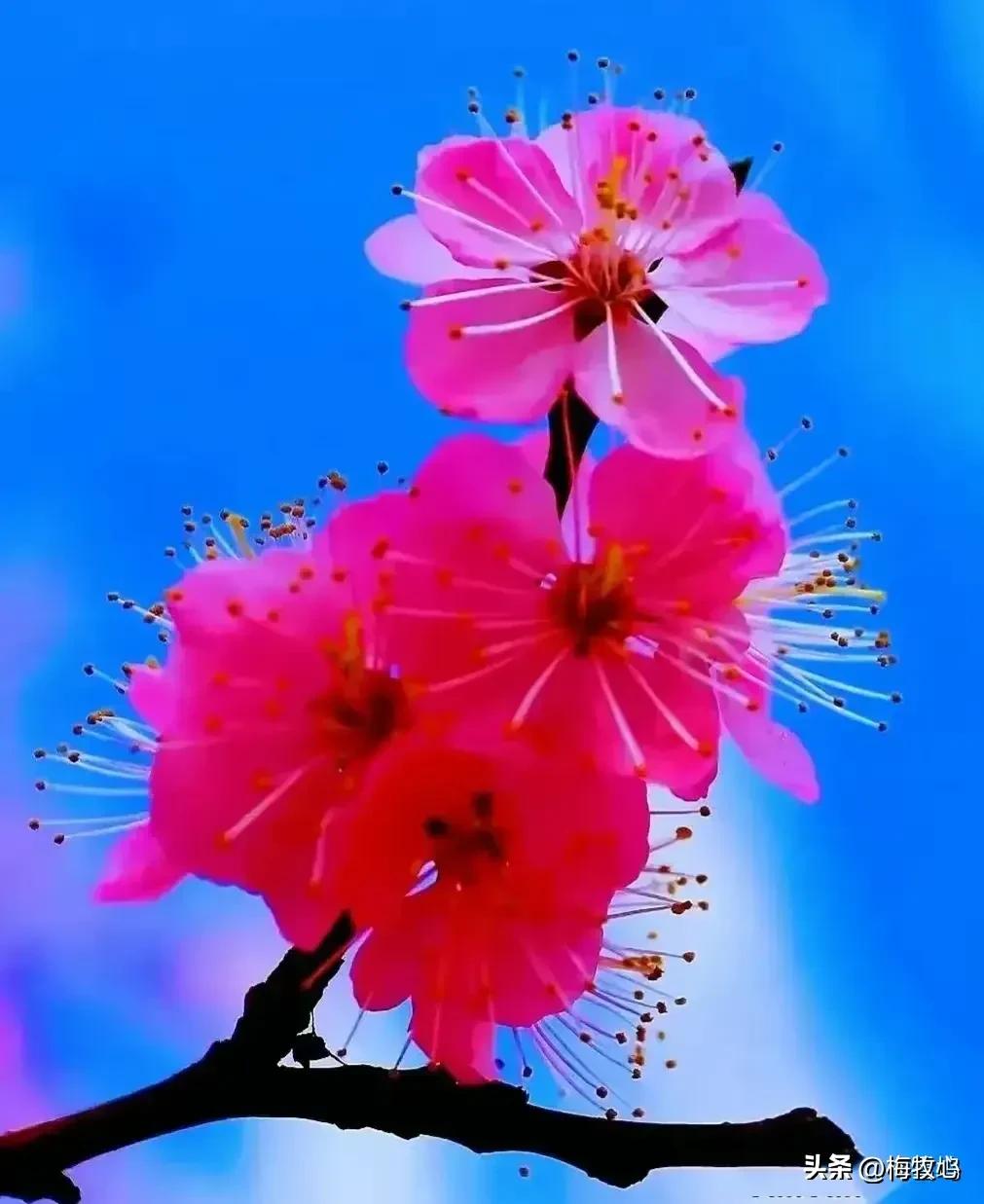 紫石金麟|咏梅七律三十韵②（二叠韵合集）