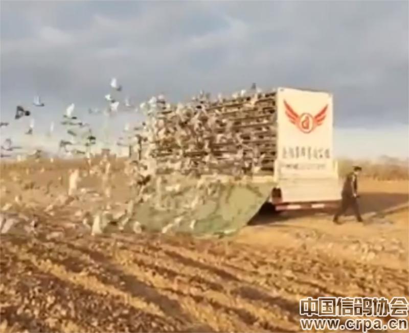 冠军高分速归巢！“洲际杯”甘肃帝珲站509公里决赛精彩回顾