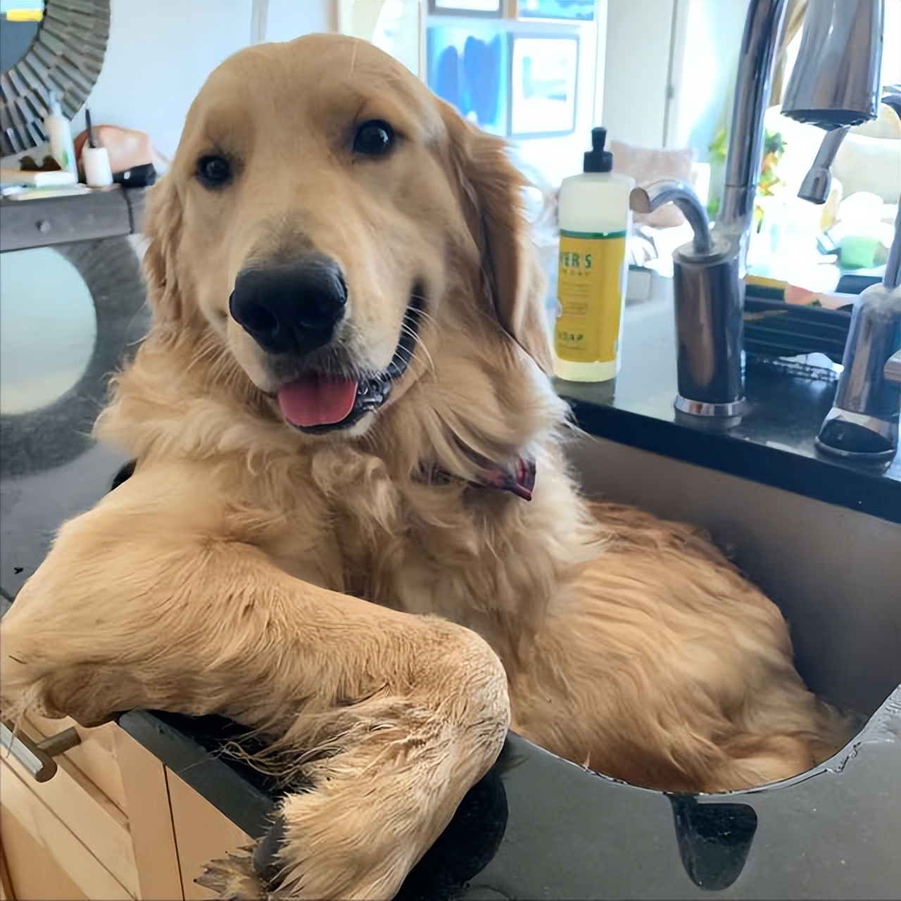 金毛犬的优缺点及价格,金毛犬最正确价格