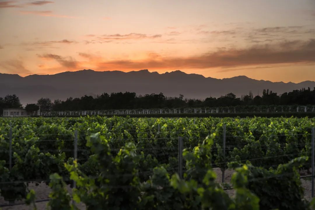 正和岛商界领导,正和岛董事长