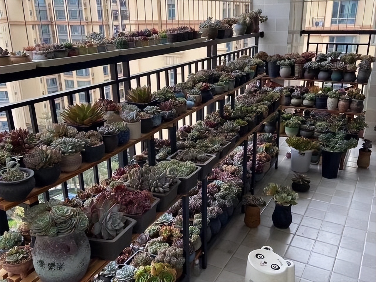 多肉绿植能吸甲醛吗,多肉植物能除甲醛么