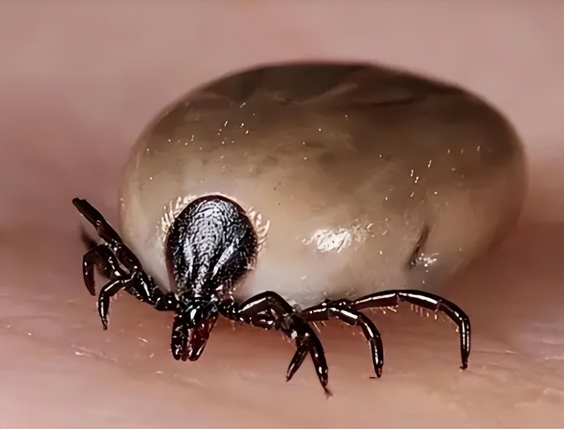 被猫咬伤后猫死亡,被猫咬伤猫毒发身亡