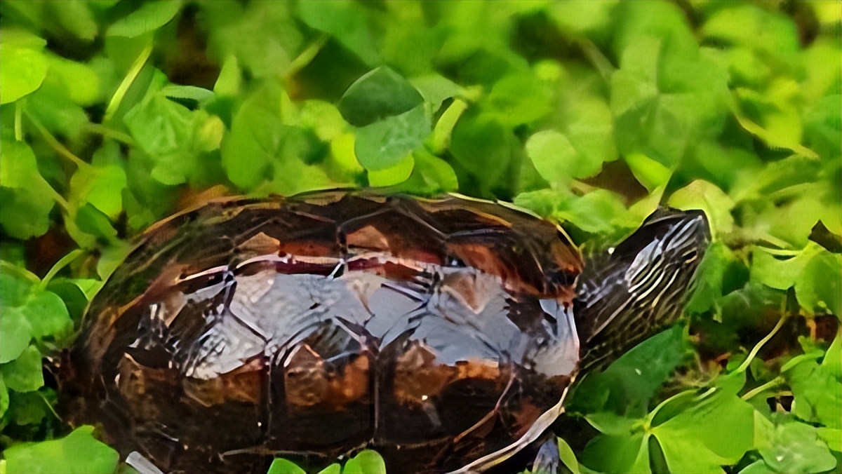 十大适合新手养的冷水龟,十大适合新手养的水龟
