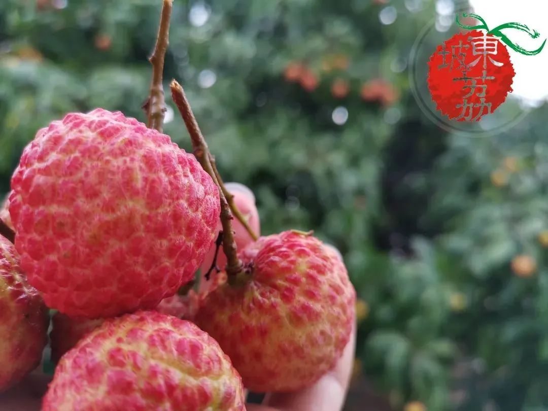 30秒带你认识信丰,一分钟带你认识东莞