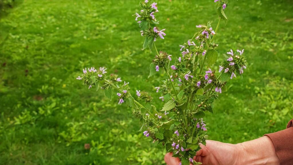益母草妇科调经,益母草是所有女性都可以喝的吗
