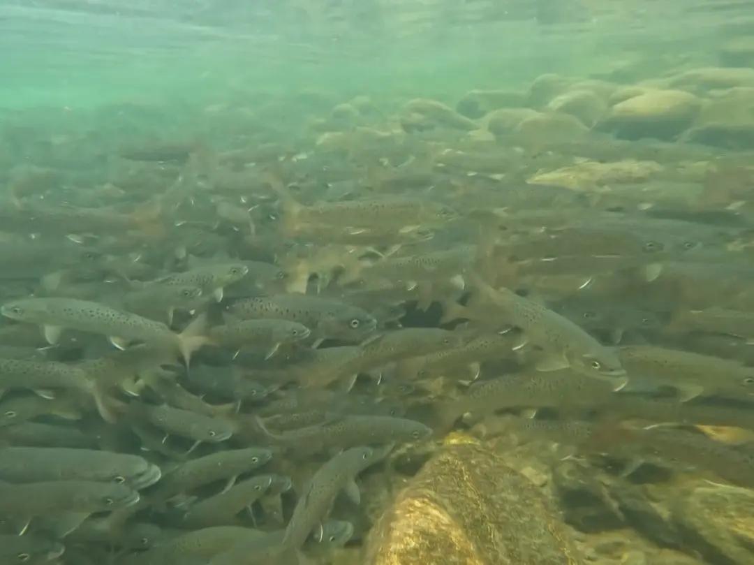 秦岭细鳞鲑是不是白条鱼,秦岭大量细鳞鲑逆流而上