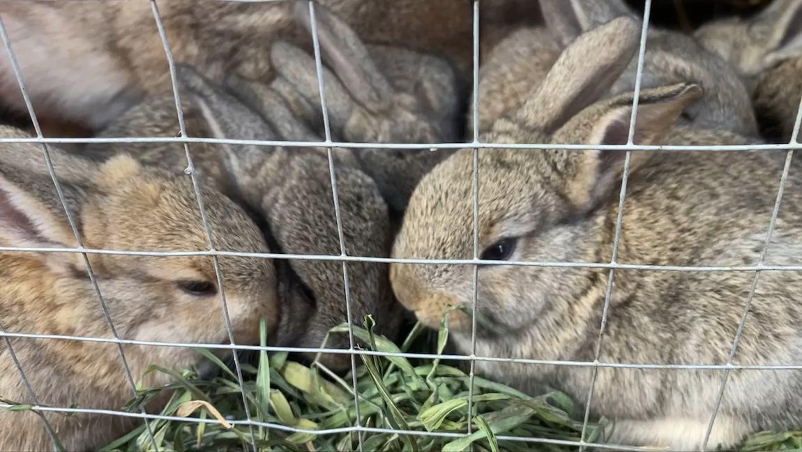 养兔技术与兔疾病防治的关系,养兔生病的症状