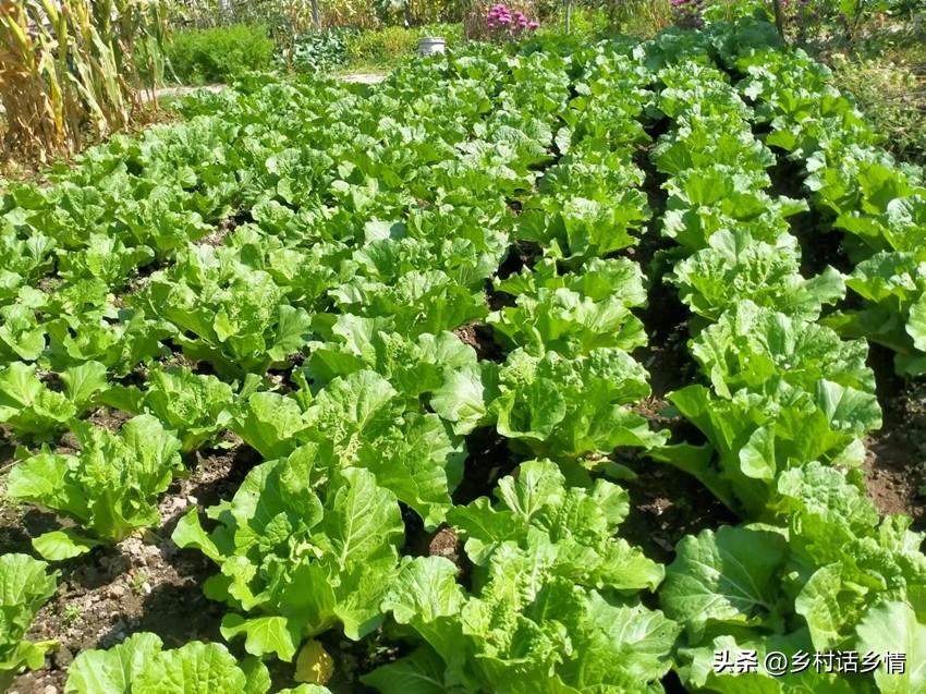 防治大白菜软腐病和烂根就用它，一次就见效，无公害又环保