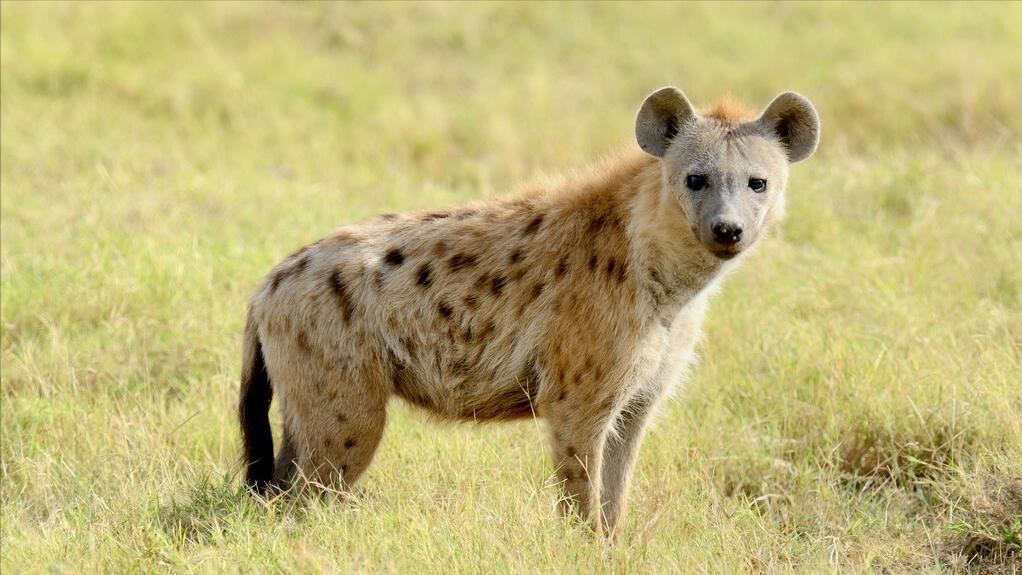 大白鲨咬合力真的只有400公斤吗,十大咬合力最强动物巨齿鲨