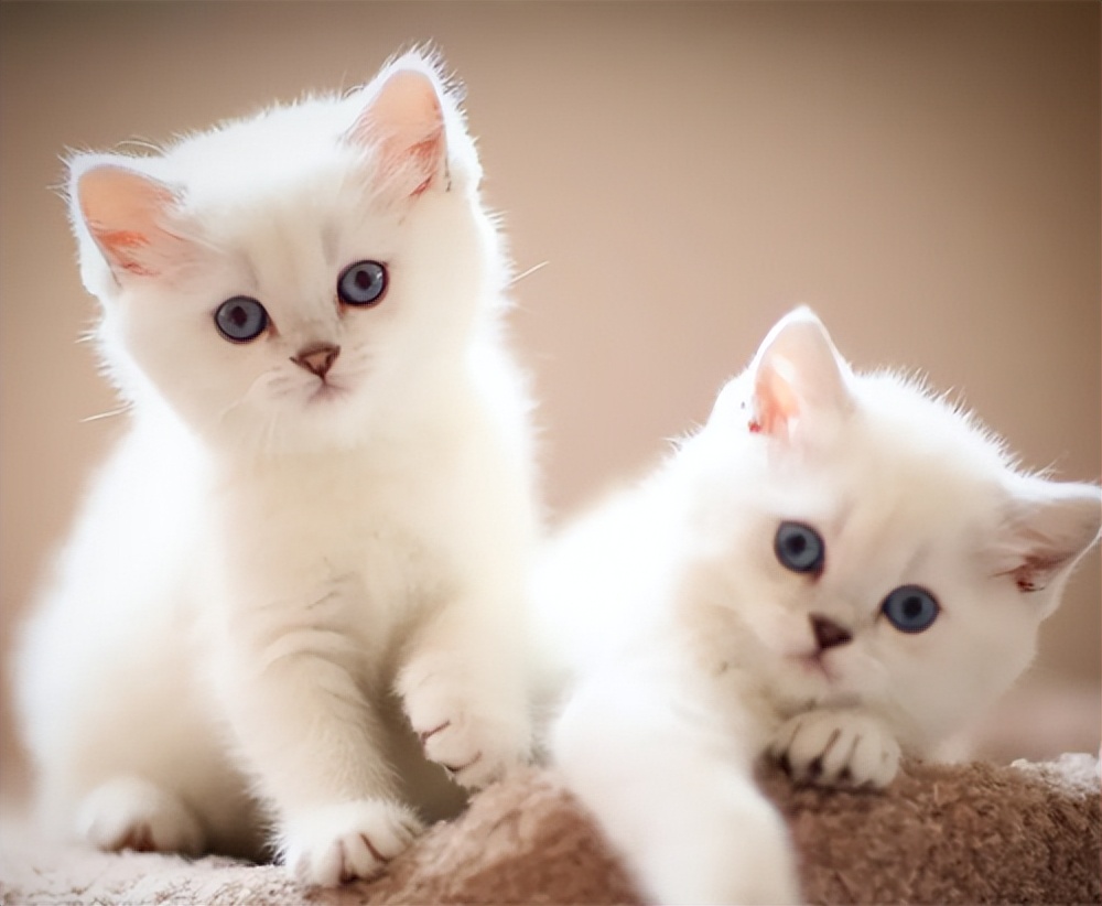 自制蟑螂克星轻松消灭家里蟑螂,家里有蟑螂的该怎么消灭蟑螂