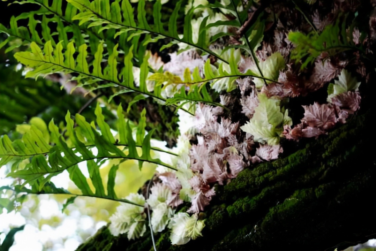 农村种植一千斤姜种能收多少斤姜,在农村种一亩生姜能赚钱吗