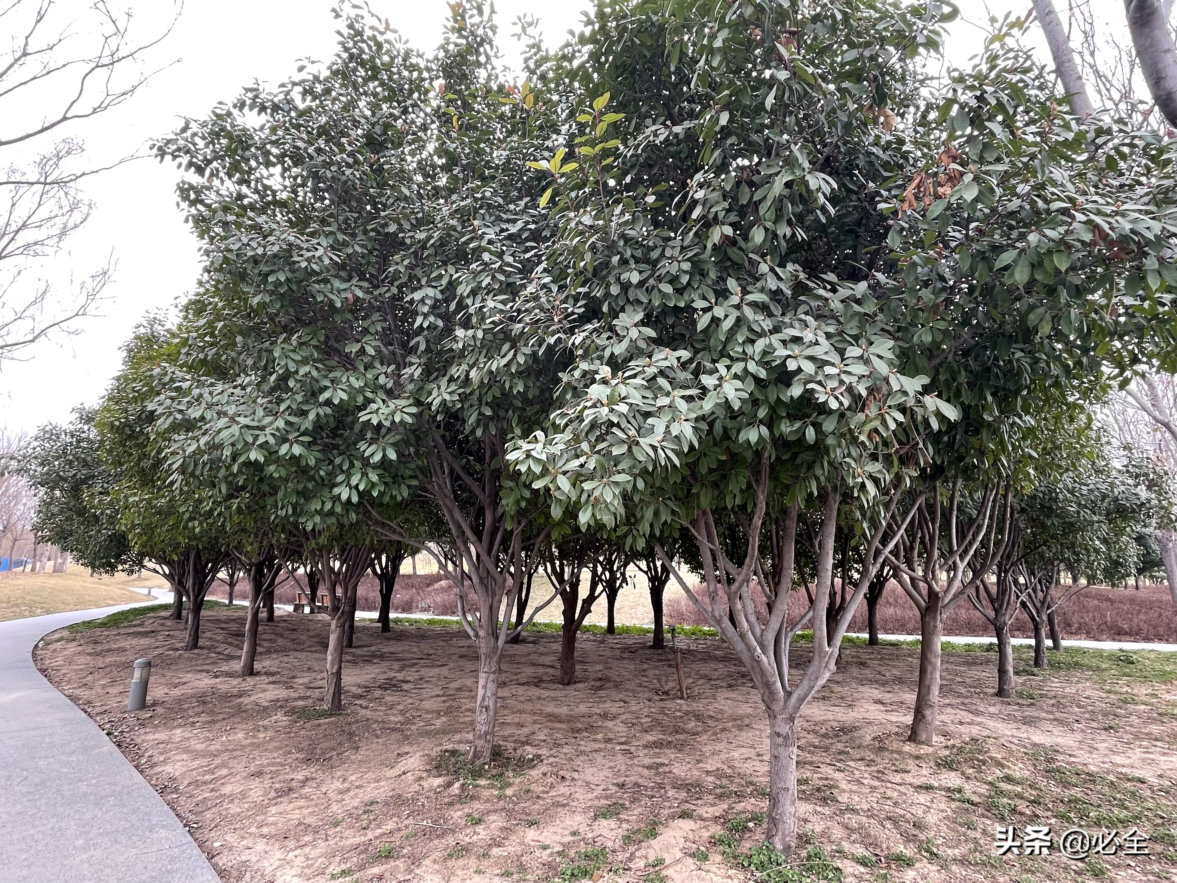 我的苗木该“截杆发冒”，还是养“原生冠”？