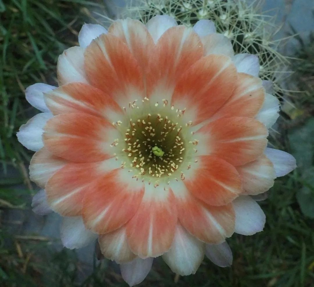 200种·仙人球开花图鉴，大开眼界，美到爆