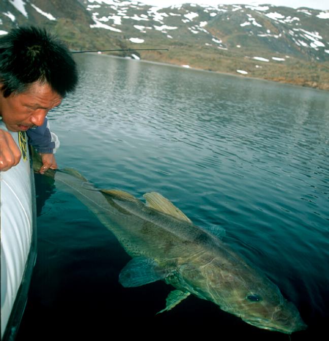大西洋鳕鱼数量,大西洋鳕鱼现状