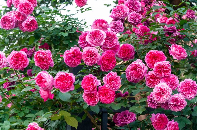 写蔷薇花的古诗词,古诗词经典诵读蔷薇花