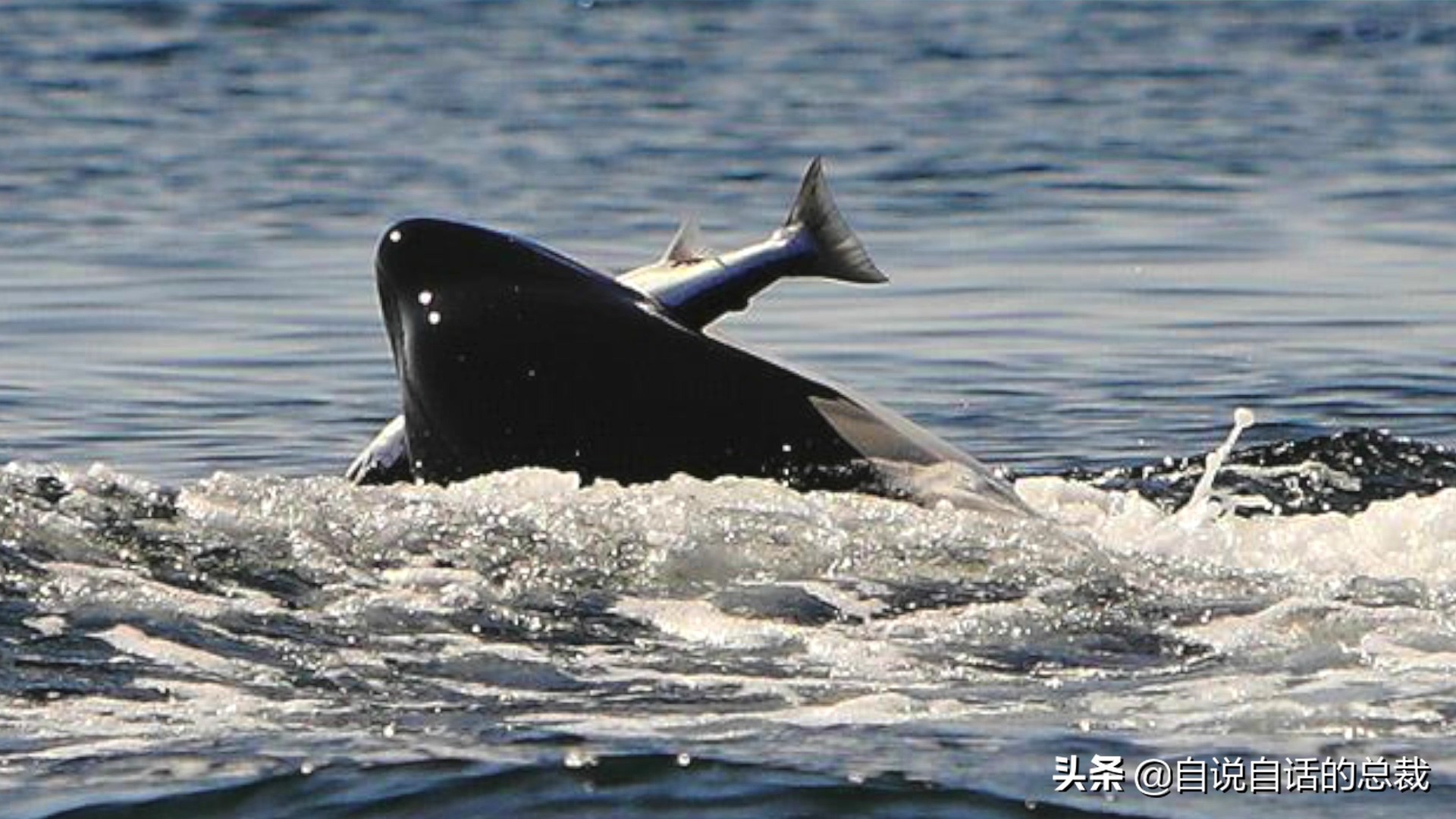 三文鱼水光真假分辨,哪种才是真正的三文鱼