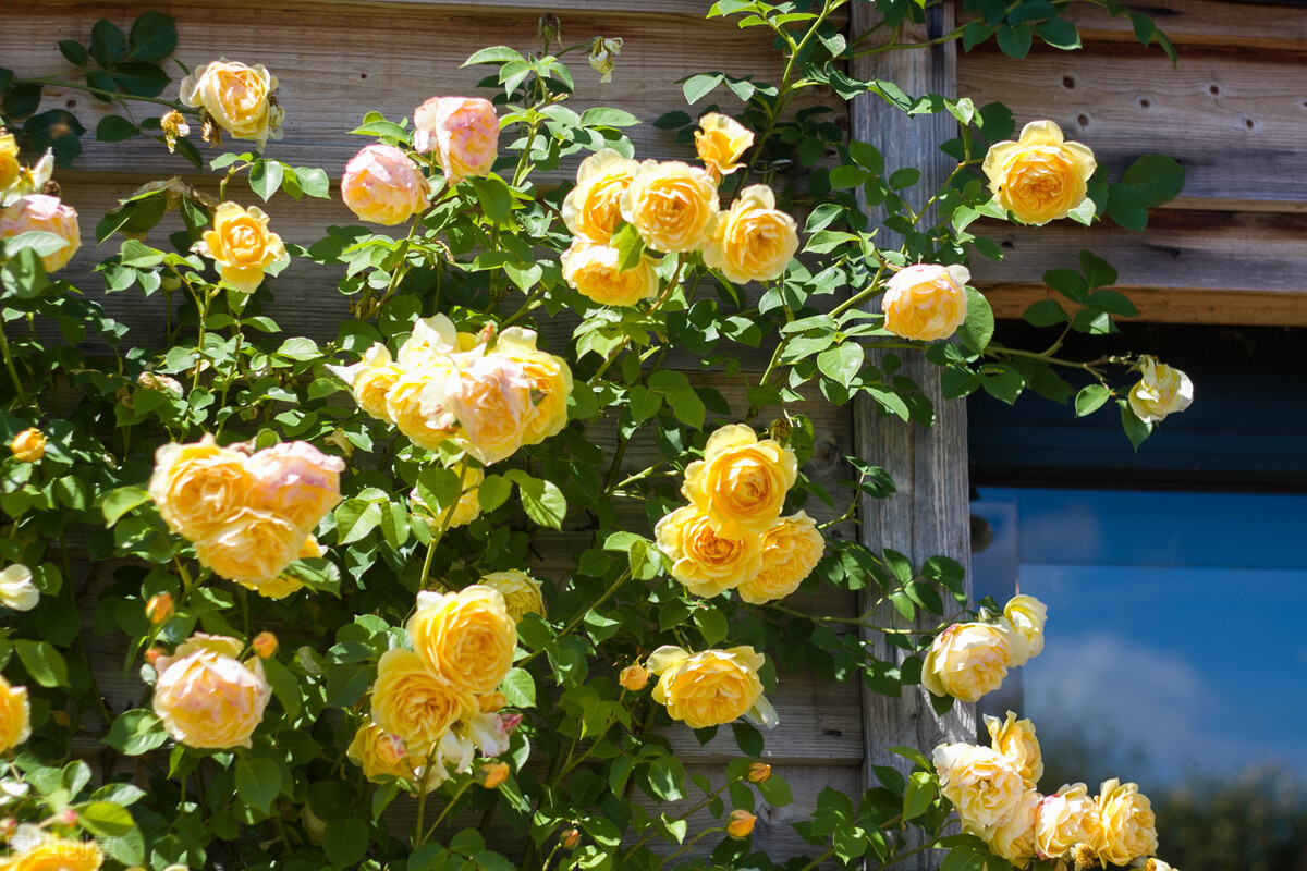 心里是你眼里是你梦里是你句子,心里是你梦里是你手势舞