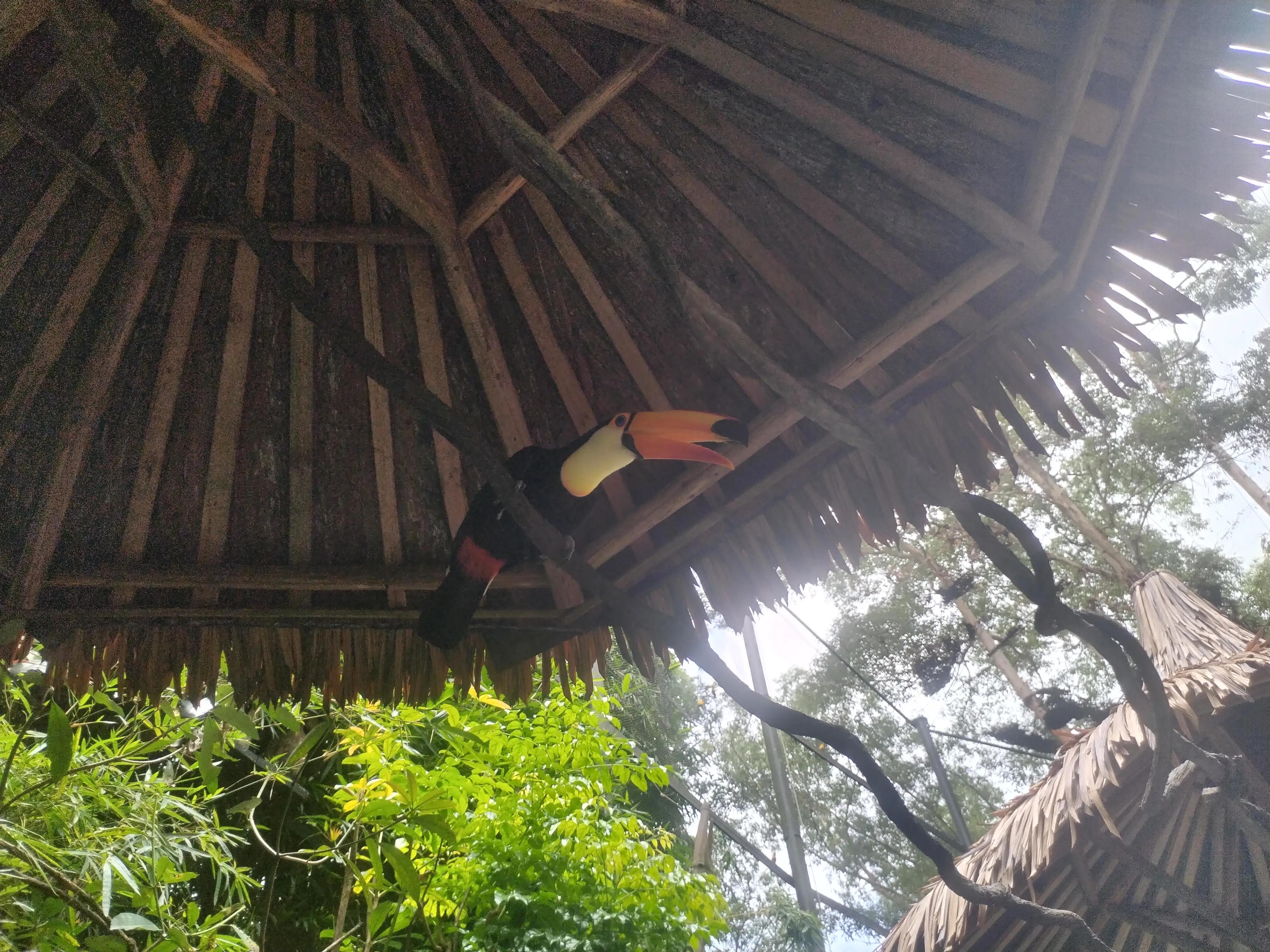 广州长隆野生动物世界景点图片,游广州长隆野生动物世界游记