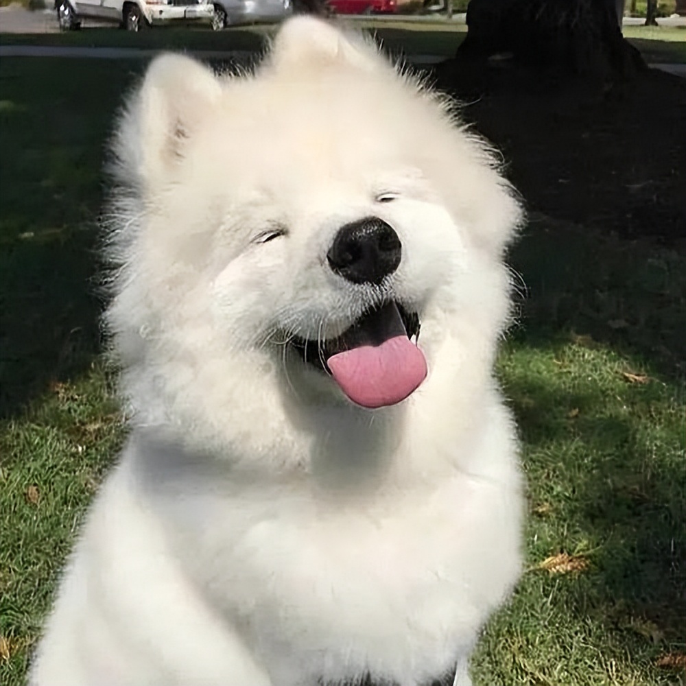 哪几种狗最温顺不爱咬人,性格最温顺不咬人的狗是怎么回事