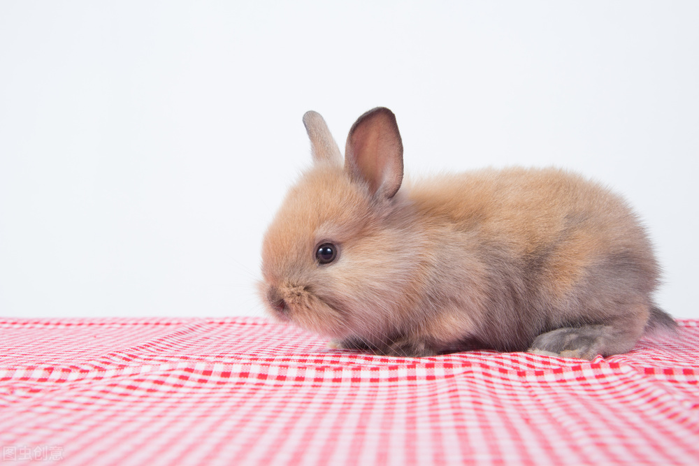 兔子打喷嚏鼻子干净,兔子打喷嚏喉咙响怎么办