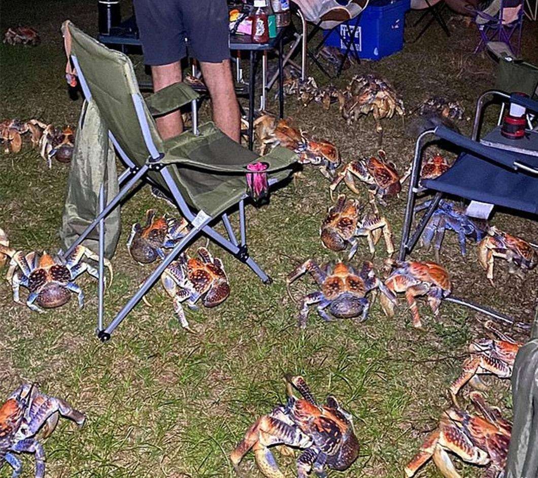 能徒手敲开椰子壳,上树捕杀海鸟,被它夹一下相当于被狮子咬一口