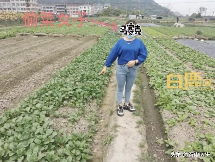 偷菜游戏最高级,我们玩过的偷菜游戏