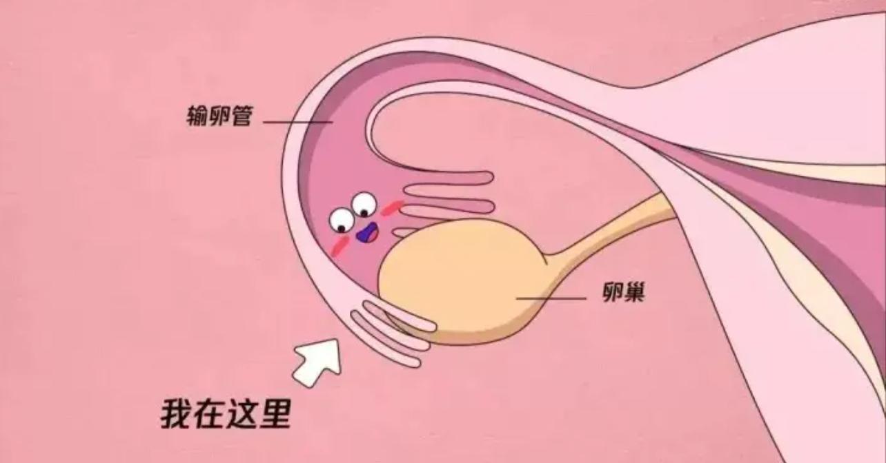 动物的生殖系统和人不一样么,动物的生殖系统跟人一样吗