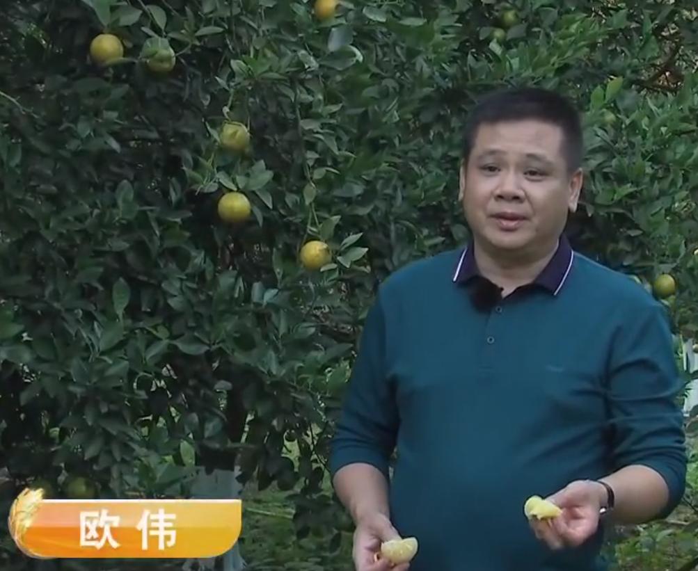 80后农民哥创业种植沃柑,如何卖沃柑一年赚一千万