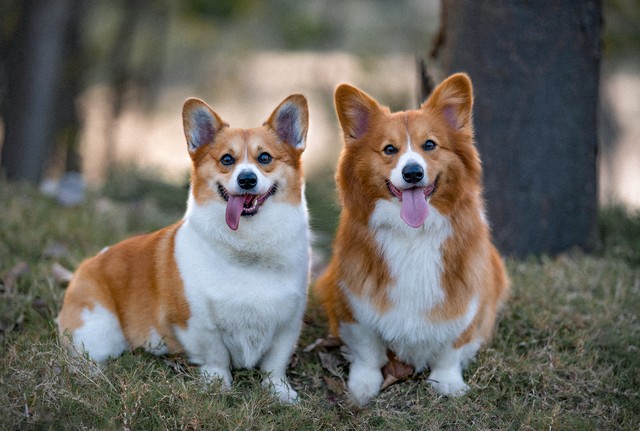 路上碰到狗怎样避免被狗咬,牵绳狗狗咬了没牵绳的狗狗怎么办