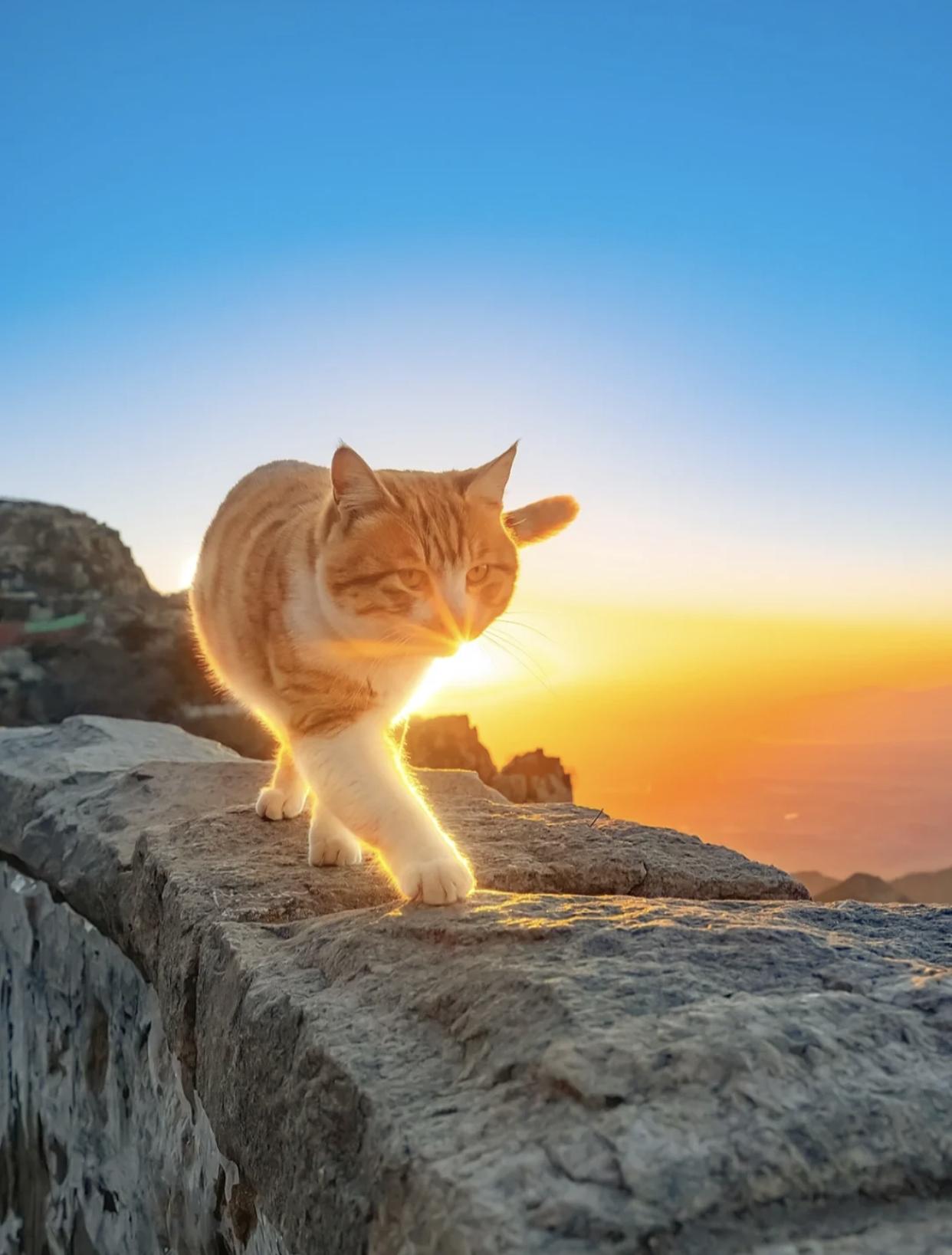 治愈系壁纸｜132张可爱小猫咪的样子