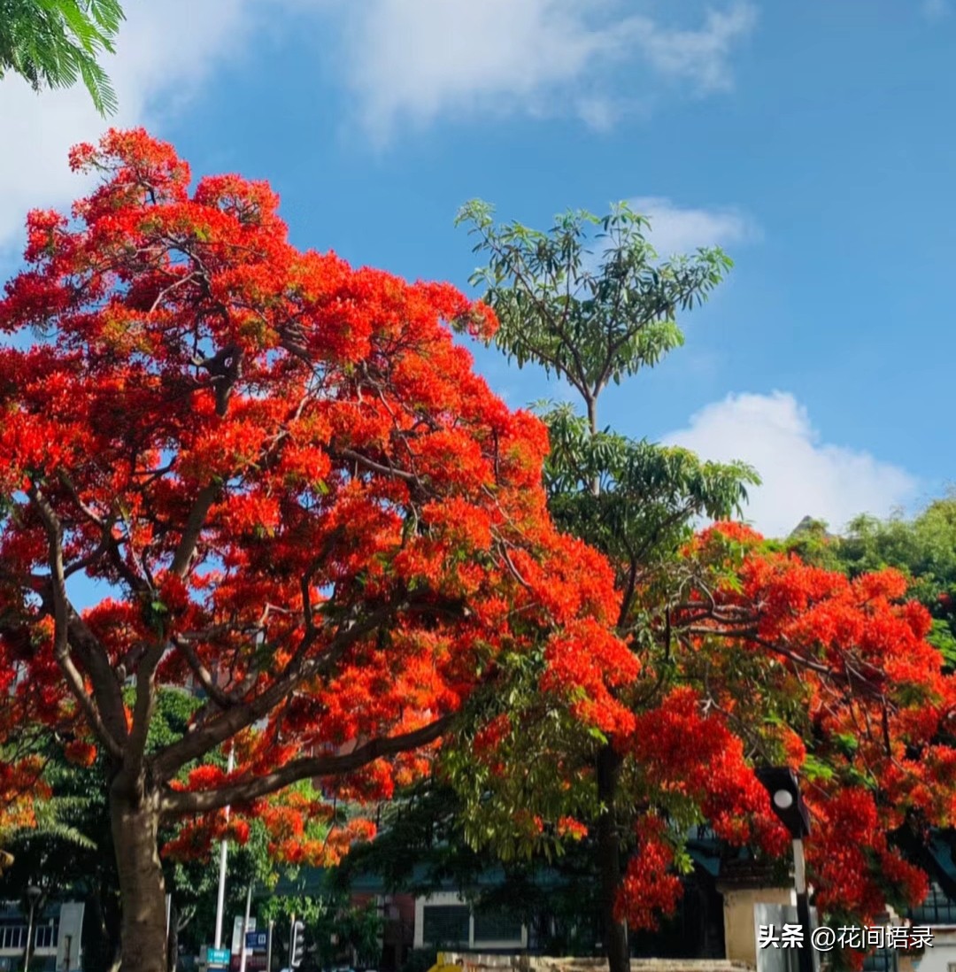 厦门路边一棵花，凭“超强花量”走红，被当地人评为“凤凰花王”